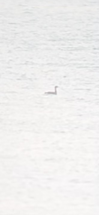 Red-necked Grebe - ML501931321