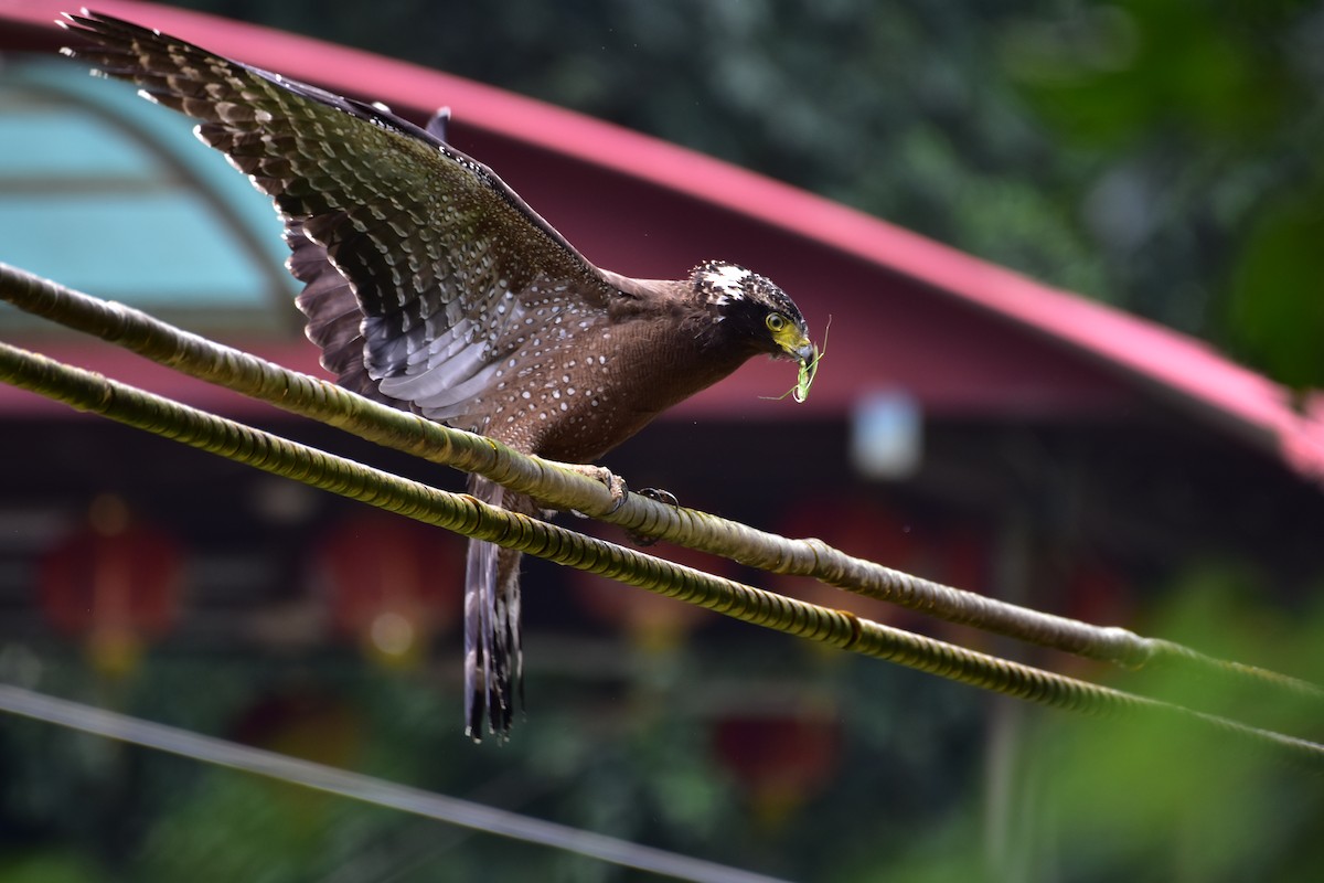 Crested Serpent-Eagle - ML501932041
