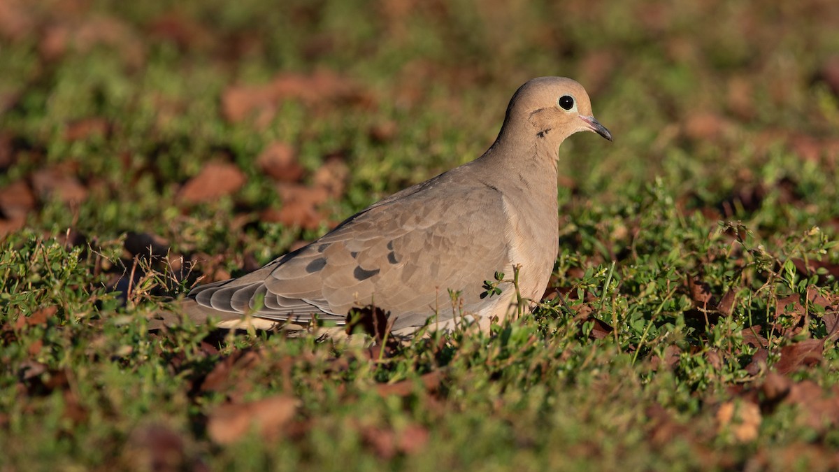 Mourning Dove - Jing-Yi Lu