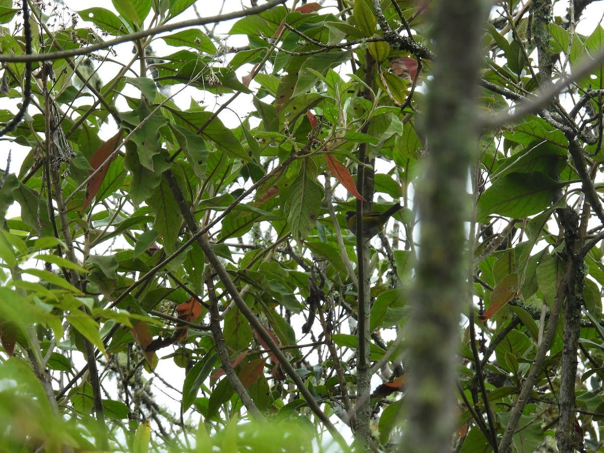 Common Chlorospingus (Venezuela) - Jorge Velasquez