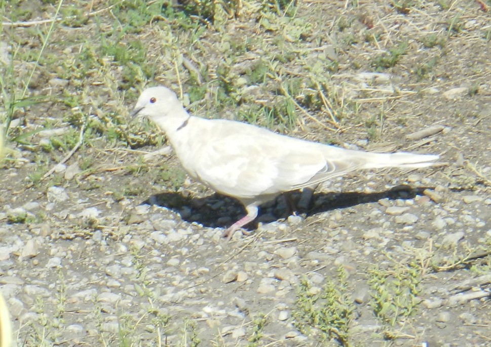 African Collared-Dove - ML501936671