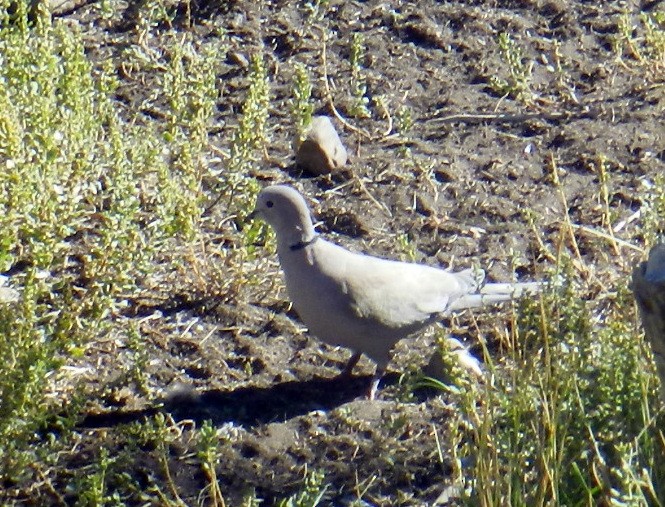 African Collared-Dove - ML501936681