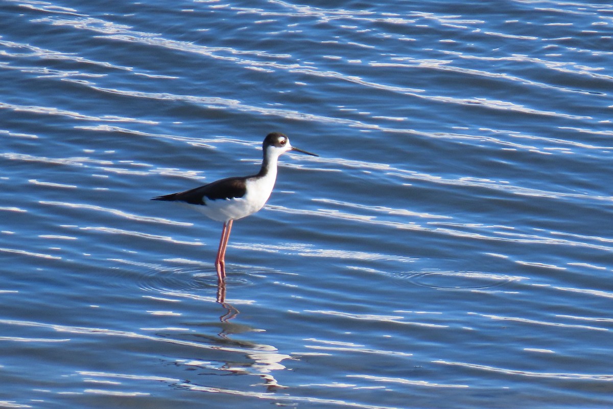 Black-necked Stilt (Black-necked) - ML501936771