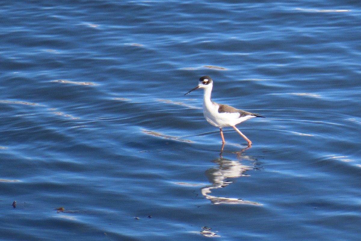 Black-necked Stilt (Black-necked) - ML501937821