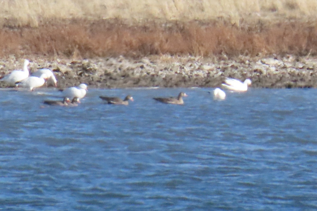 Greater White-fronted Goose - ML501938301