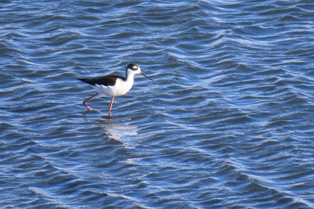 Black-necked Stilt (Black-necked) - ML501939651