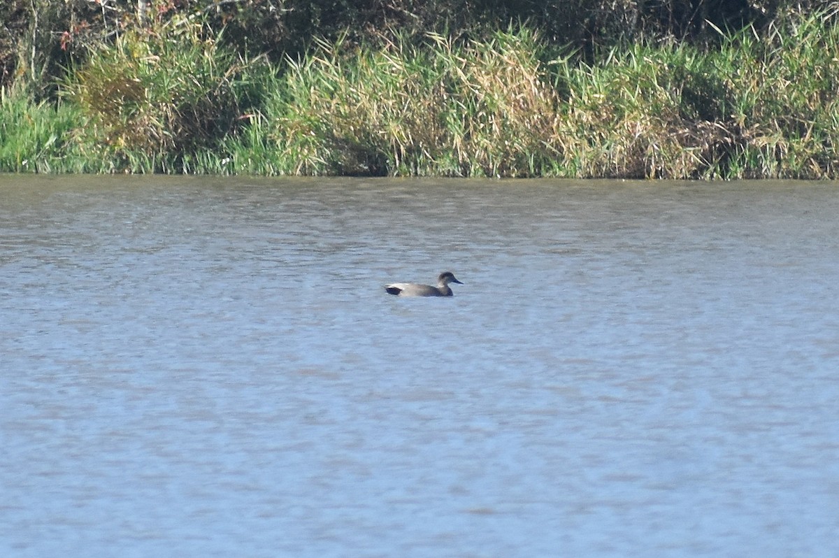 Gadwall - ML501940751