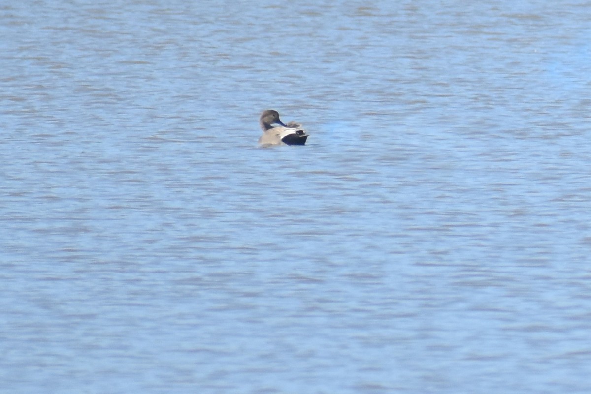 Gadwall - ML501940761