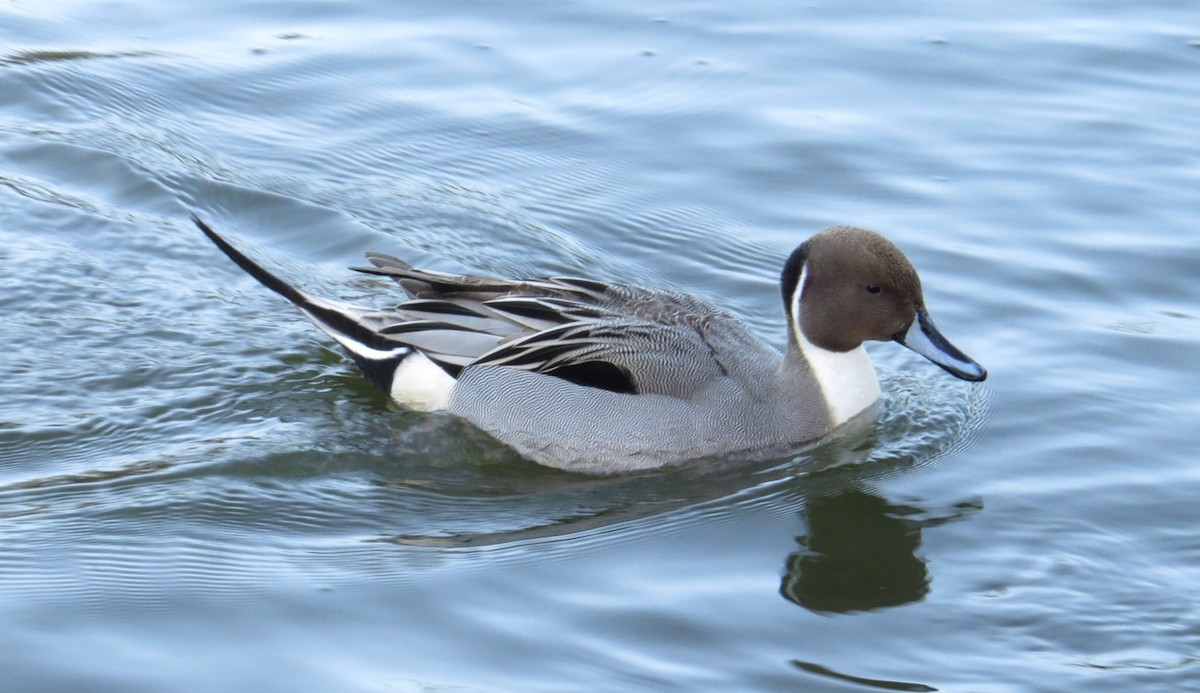 Northern Pintail - ML50194091