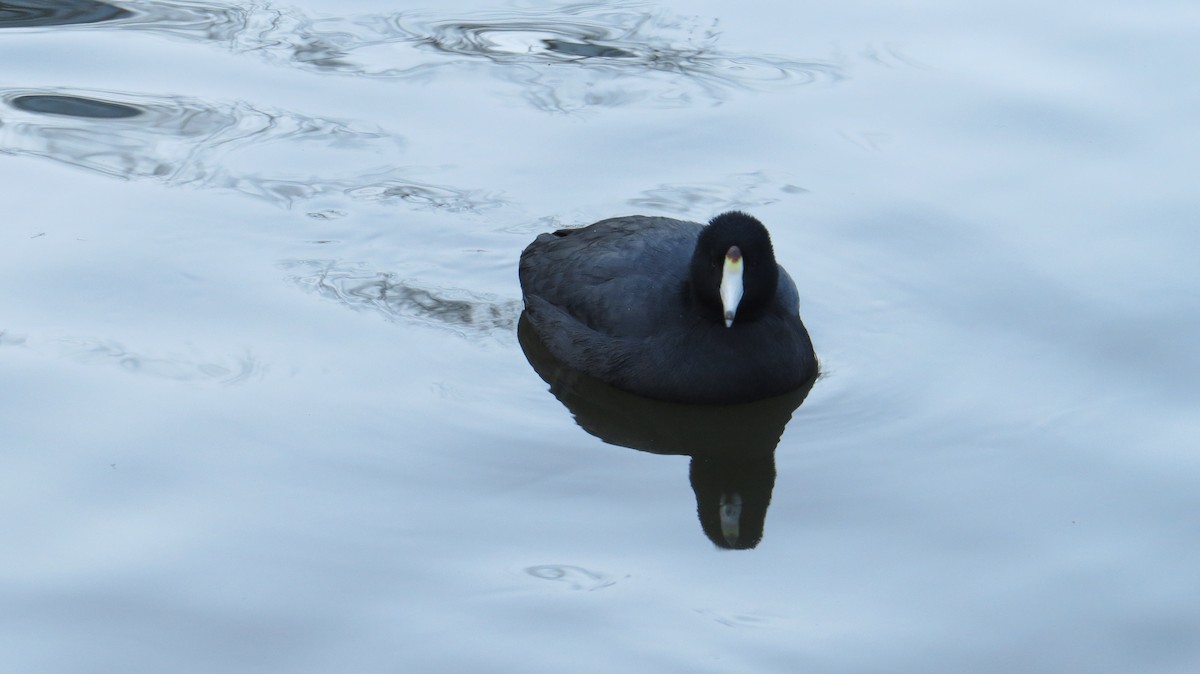 American Coot - ML50194221