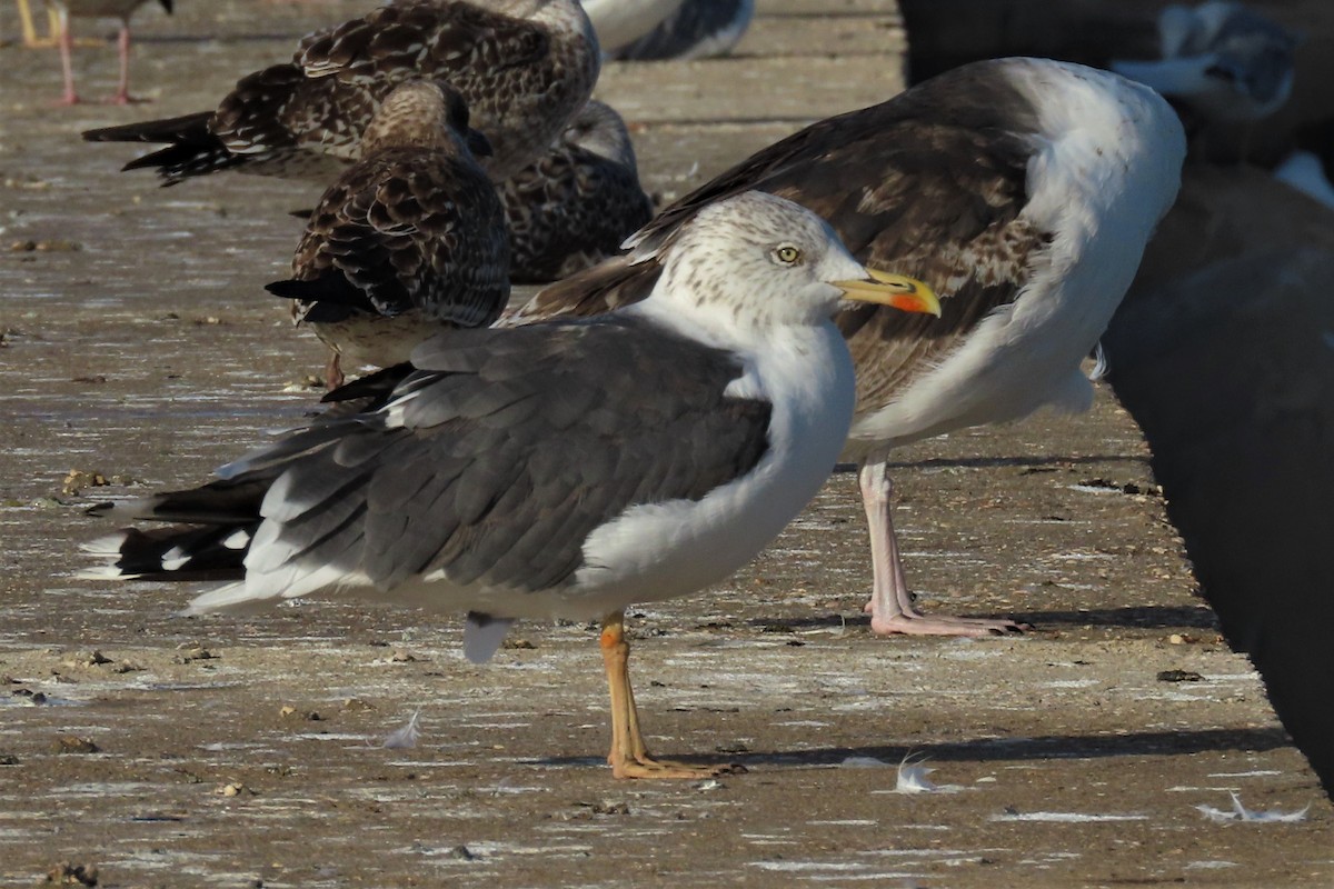 Lesser Black-backed Gull - Paulo Alves