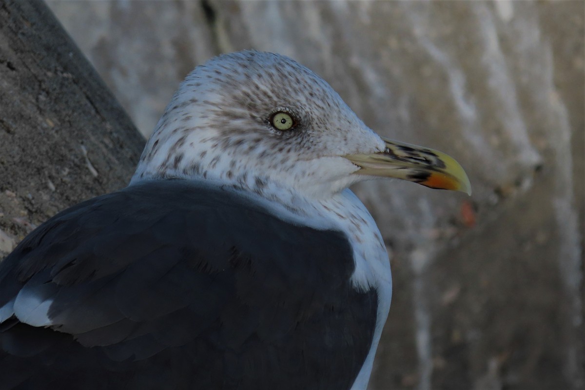 Lesser Black-backed Gull - Paulo Alves