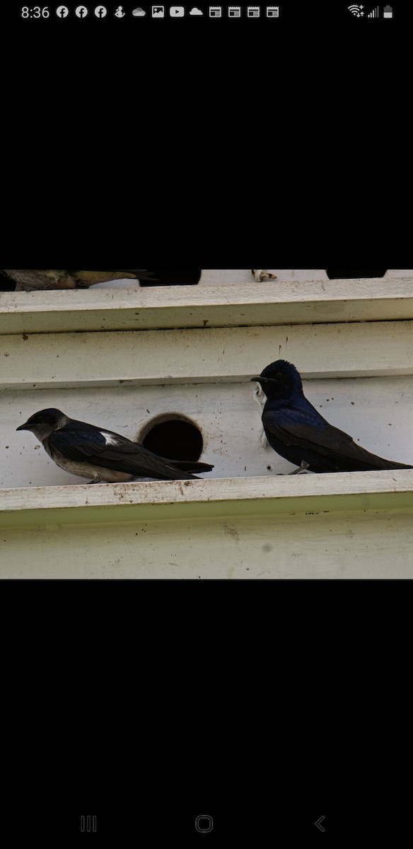 Purple Martin - ML501942351