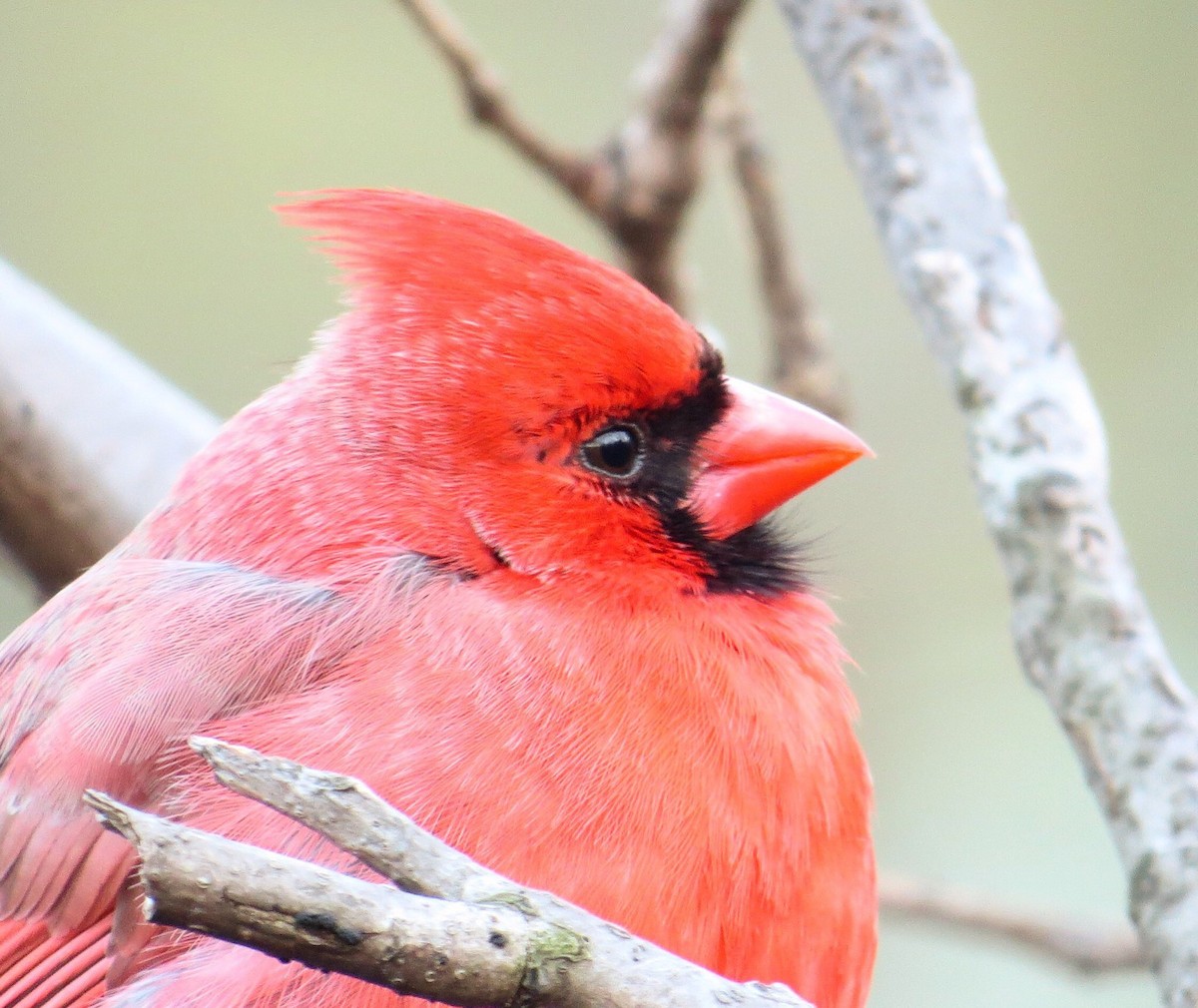 Northern Cardinal - ML50194291