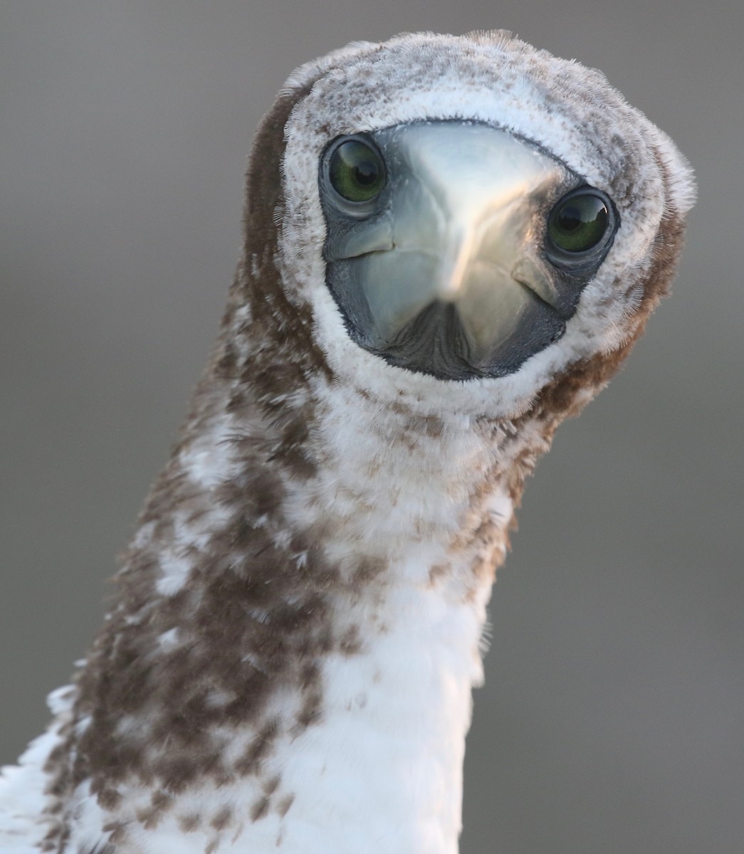 Nazca Booby - ML501943681