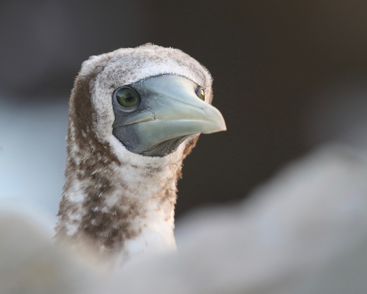 Nazca Booby - ML501943701