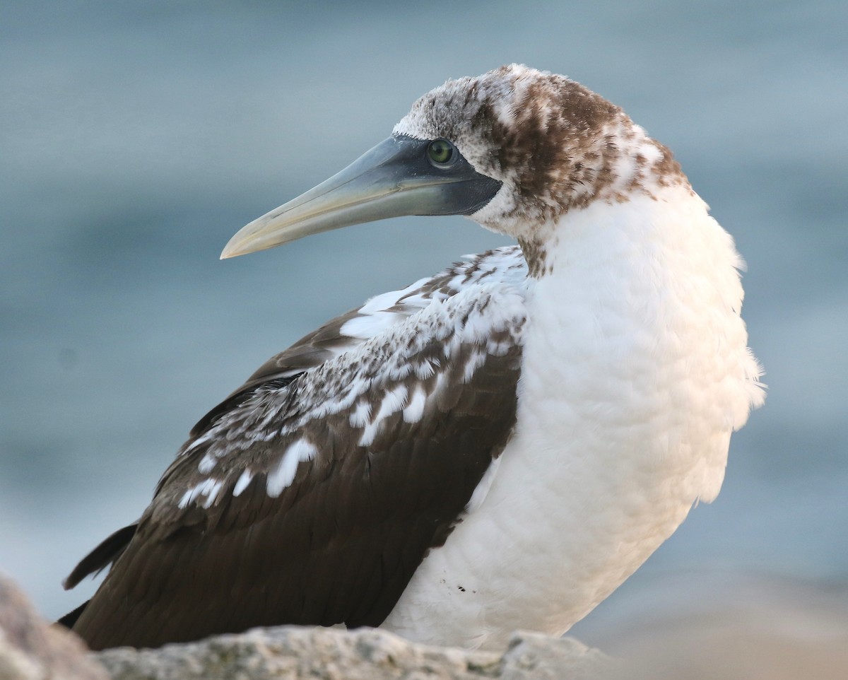 Nazca Booby - ML501943721