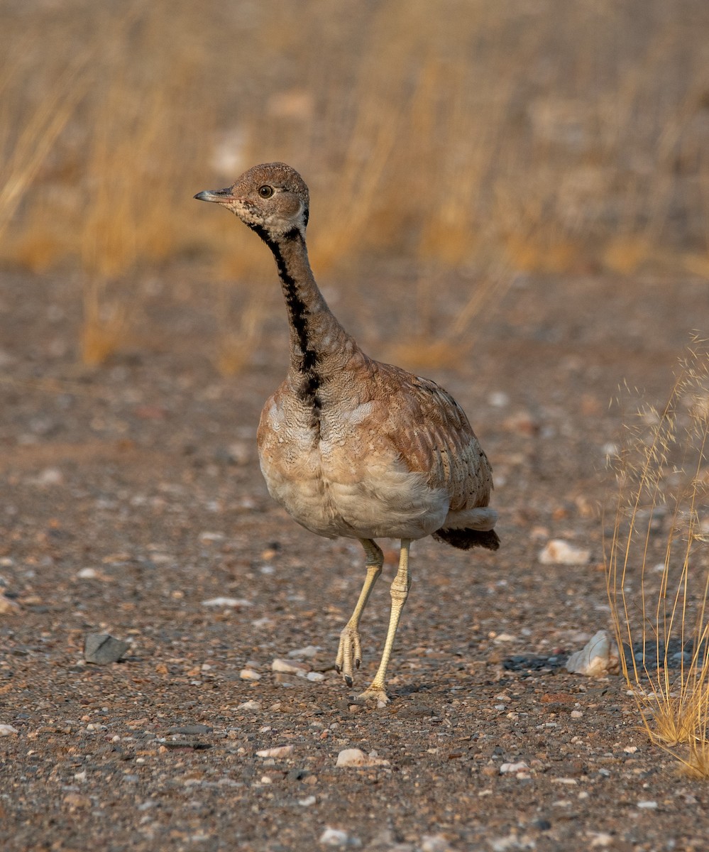 Rüppell's Bustard - ML501944081