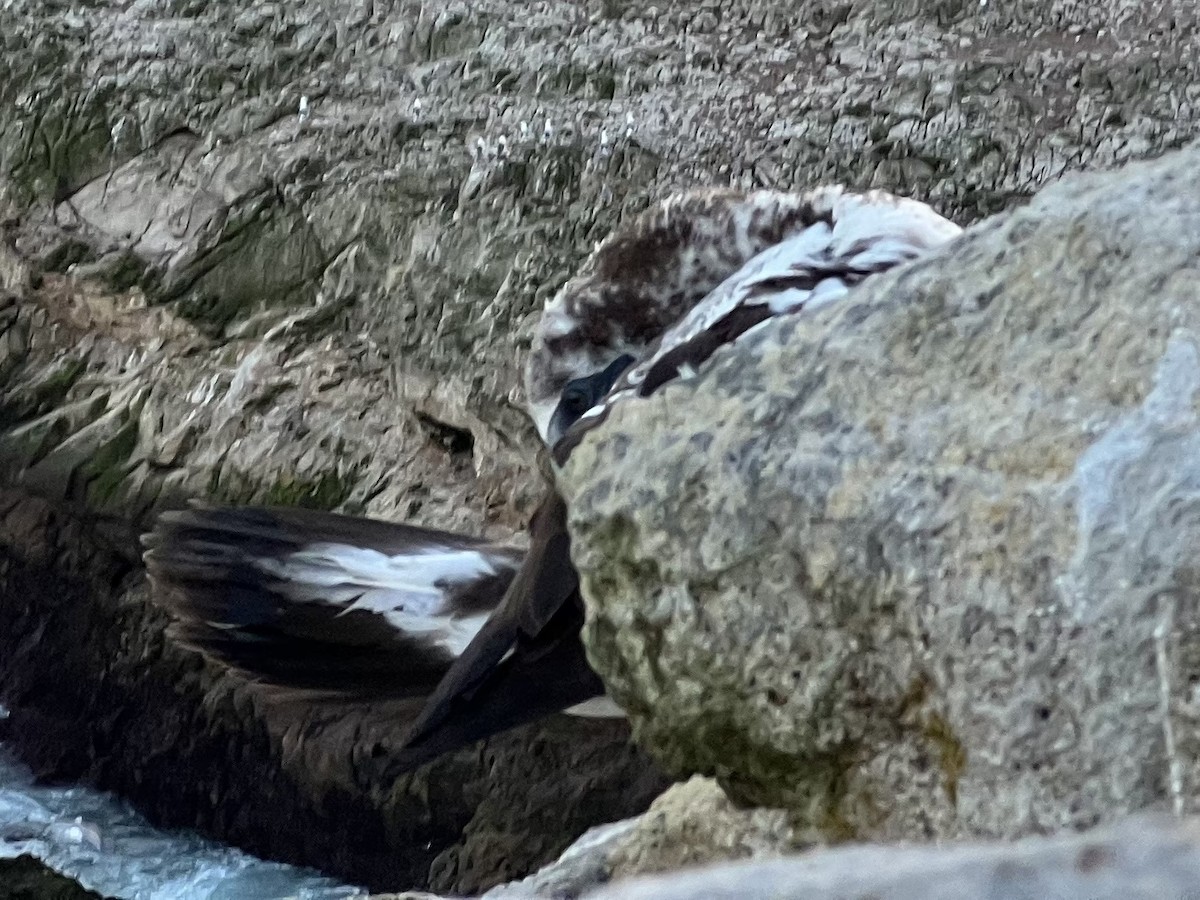 Nazca Booby - ML501944861