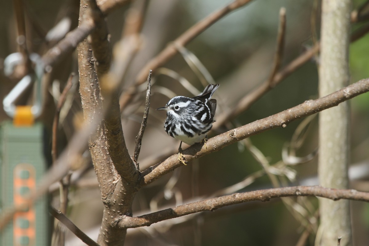 Black-and-white Warbler - ML501946011