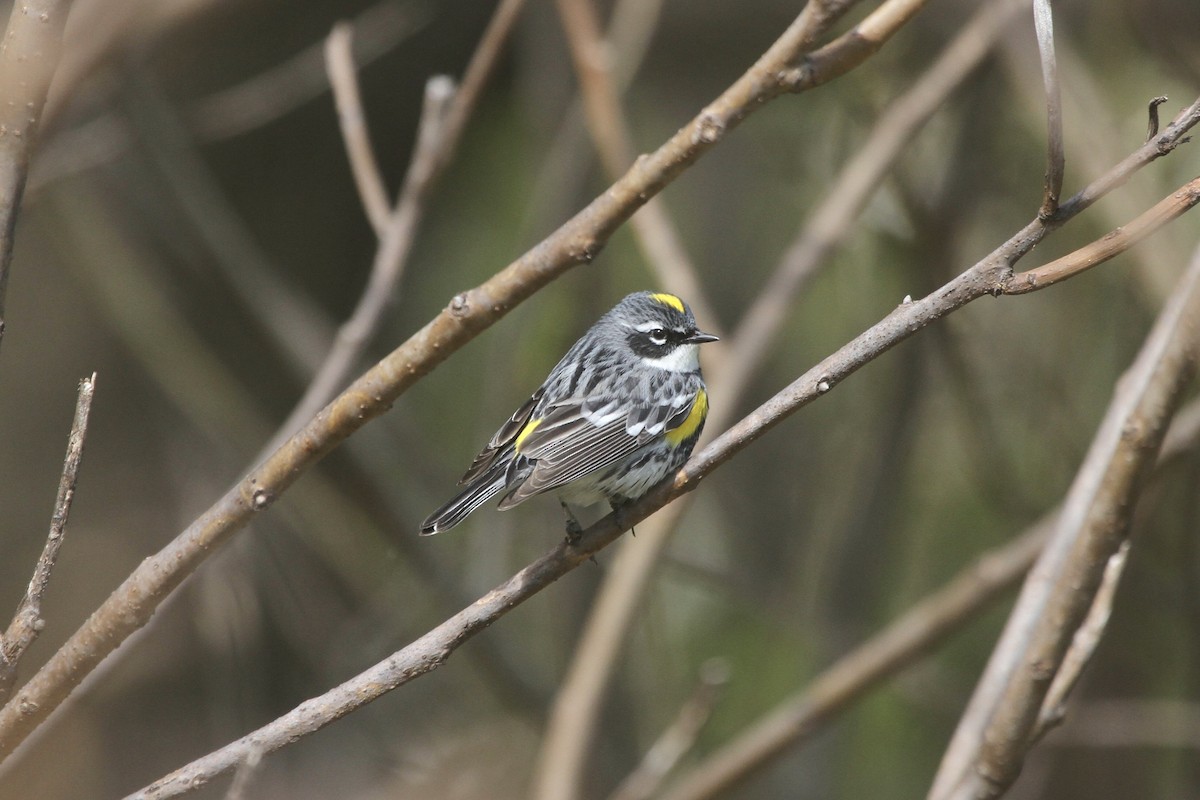 Yellow-rumped Warbler (Myrtle) - ML501946061