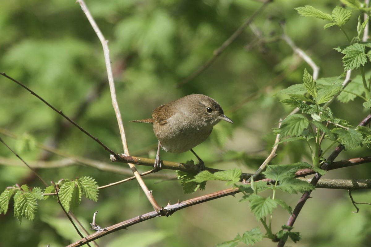 House Wren (Northern) - ML501946091