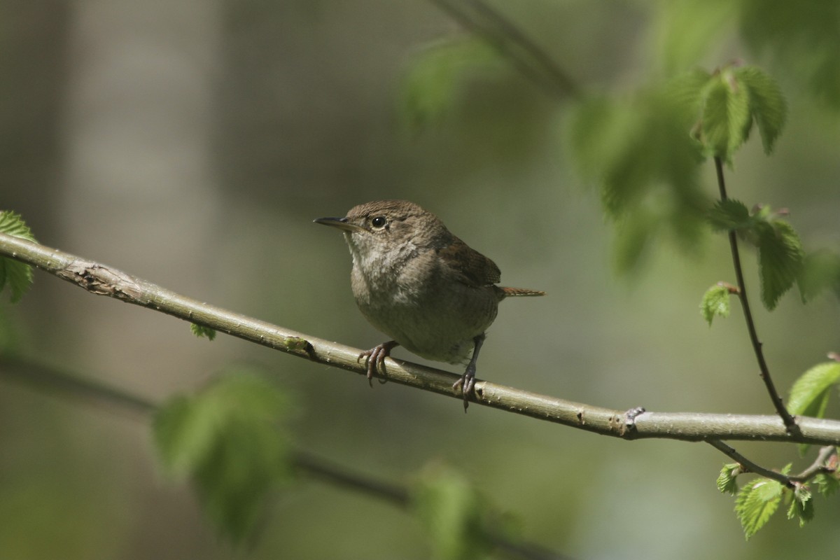 House Wren (Northern) - ML501946111