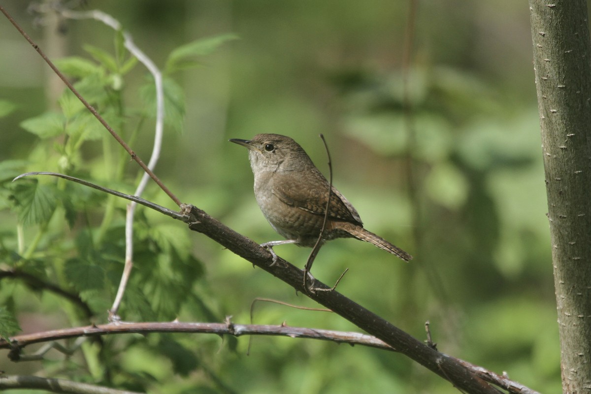 House Wren (Northern) - ML501946131