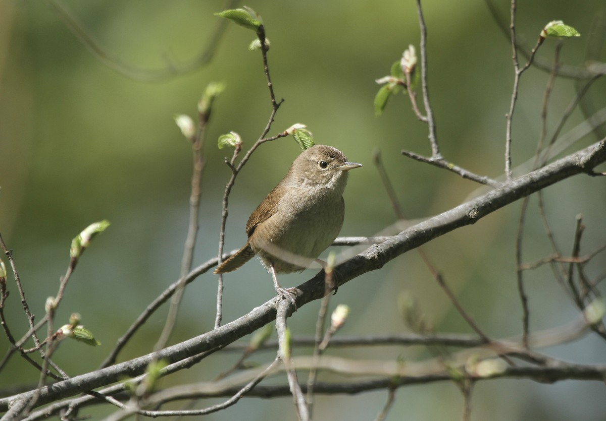 House Wren (Northern) - ML501946141