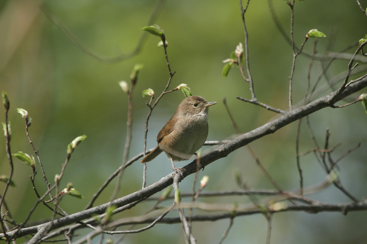 House Wren (Northern) - ML501946171