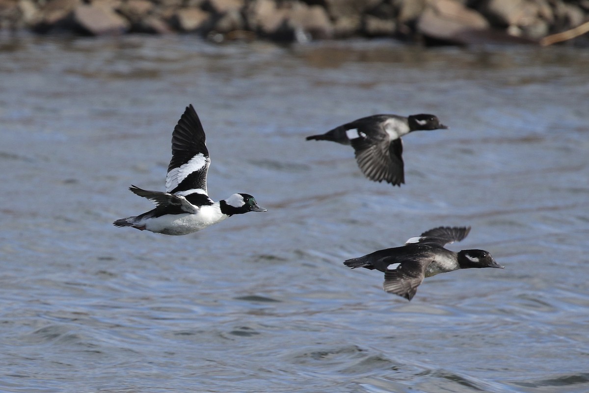 Bufflehead - ML501946321