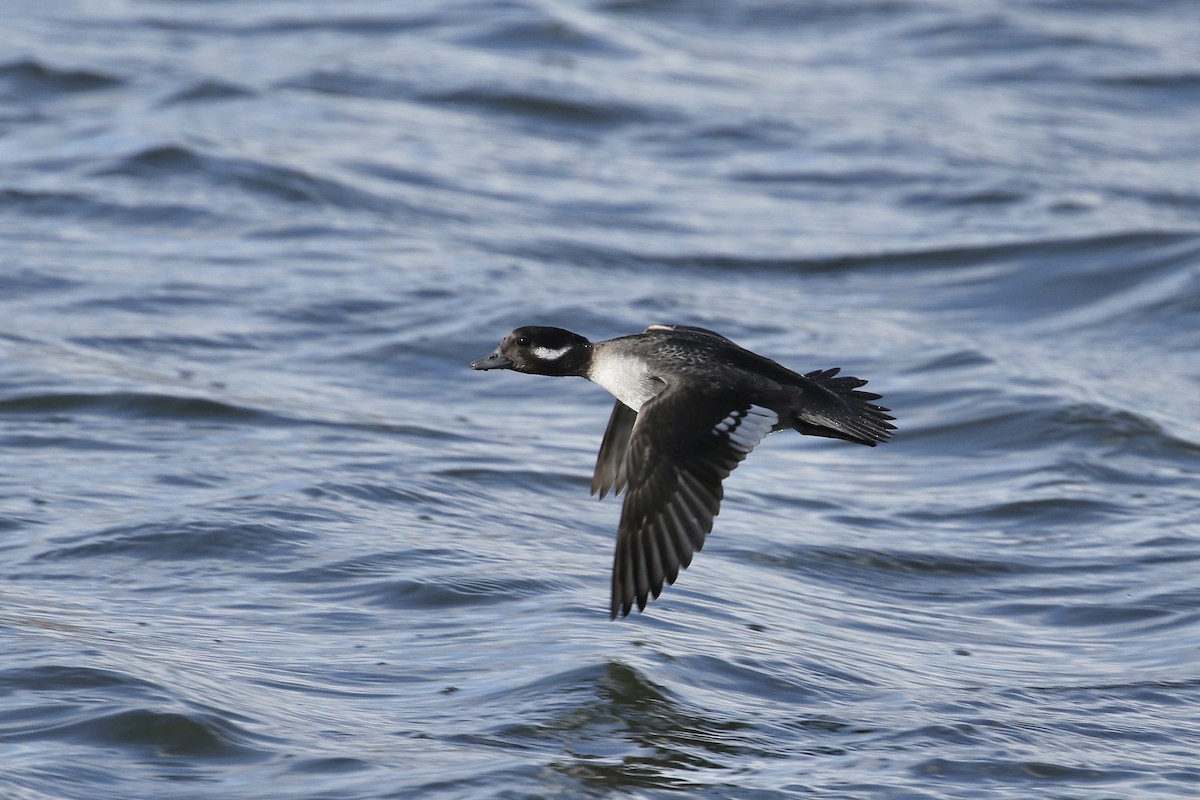 Bufflehead - Russ Morgan