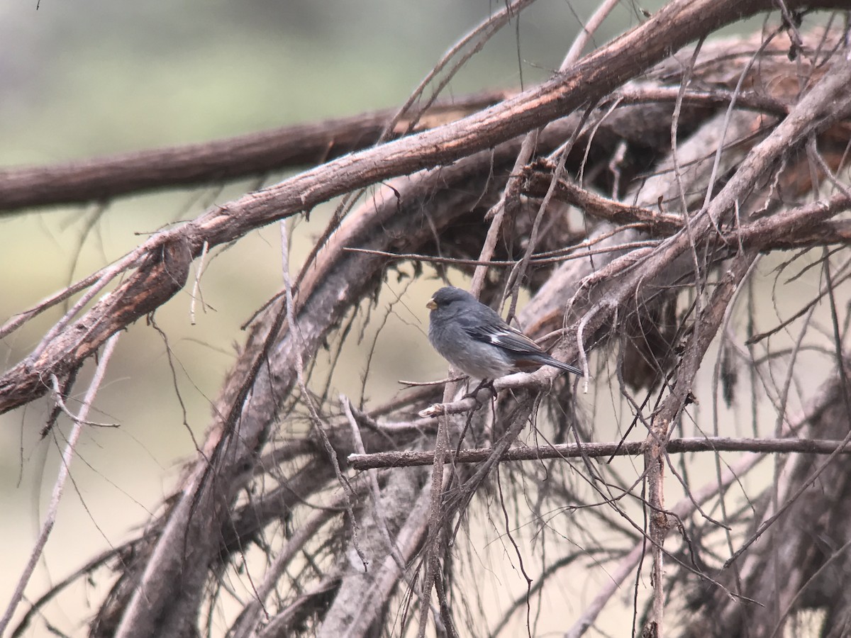 Band-tailed Seedeater - Gustavo Bautista @GUSBIRDING