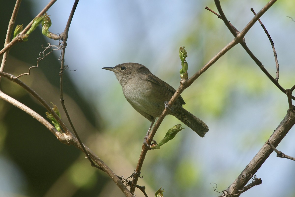 House Wren (Northern) - ML501946851