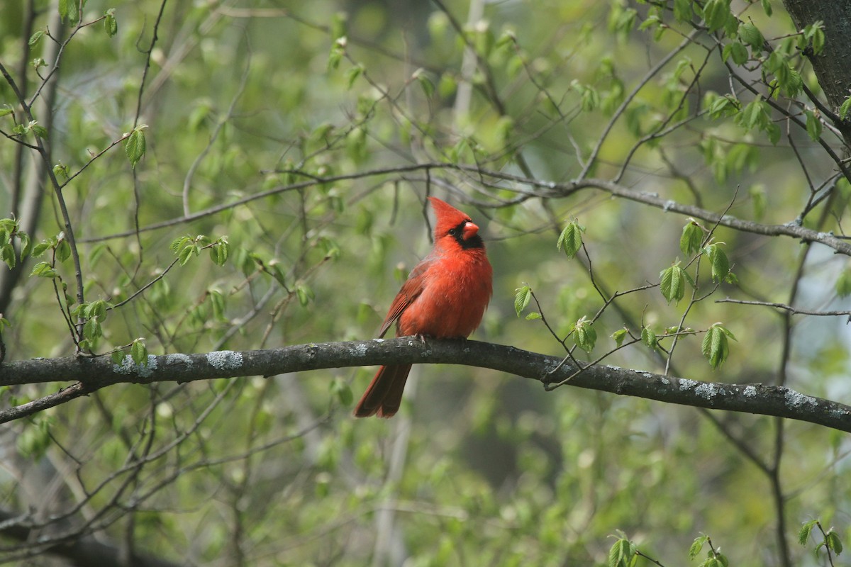 Cardenal Norteño - ML501946881