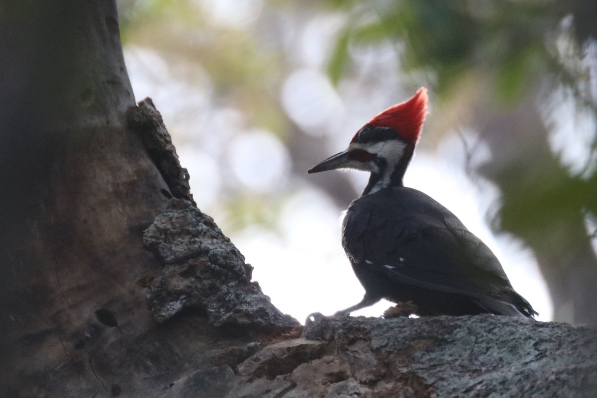 Pileated Woodpecker - Andrew E and Rebecca A Steinmann