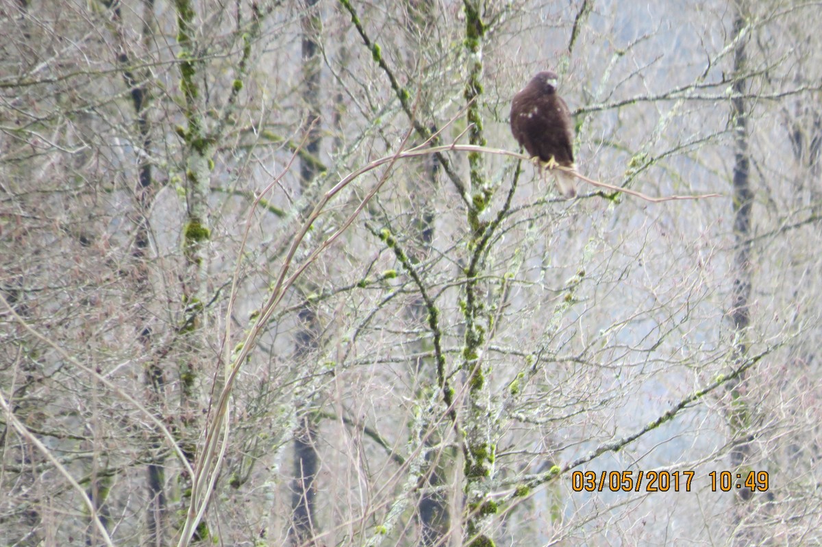 Red-tailed Hawk (Harlan's) - ML50194711