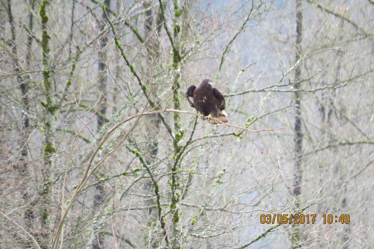 Red-tailed Hawk (Harlan's) - ML50194721