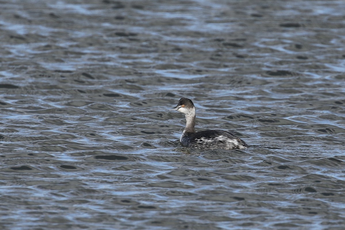 Eared Grebe - ML501947211