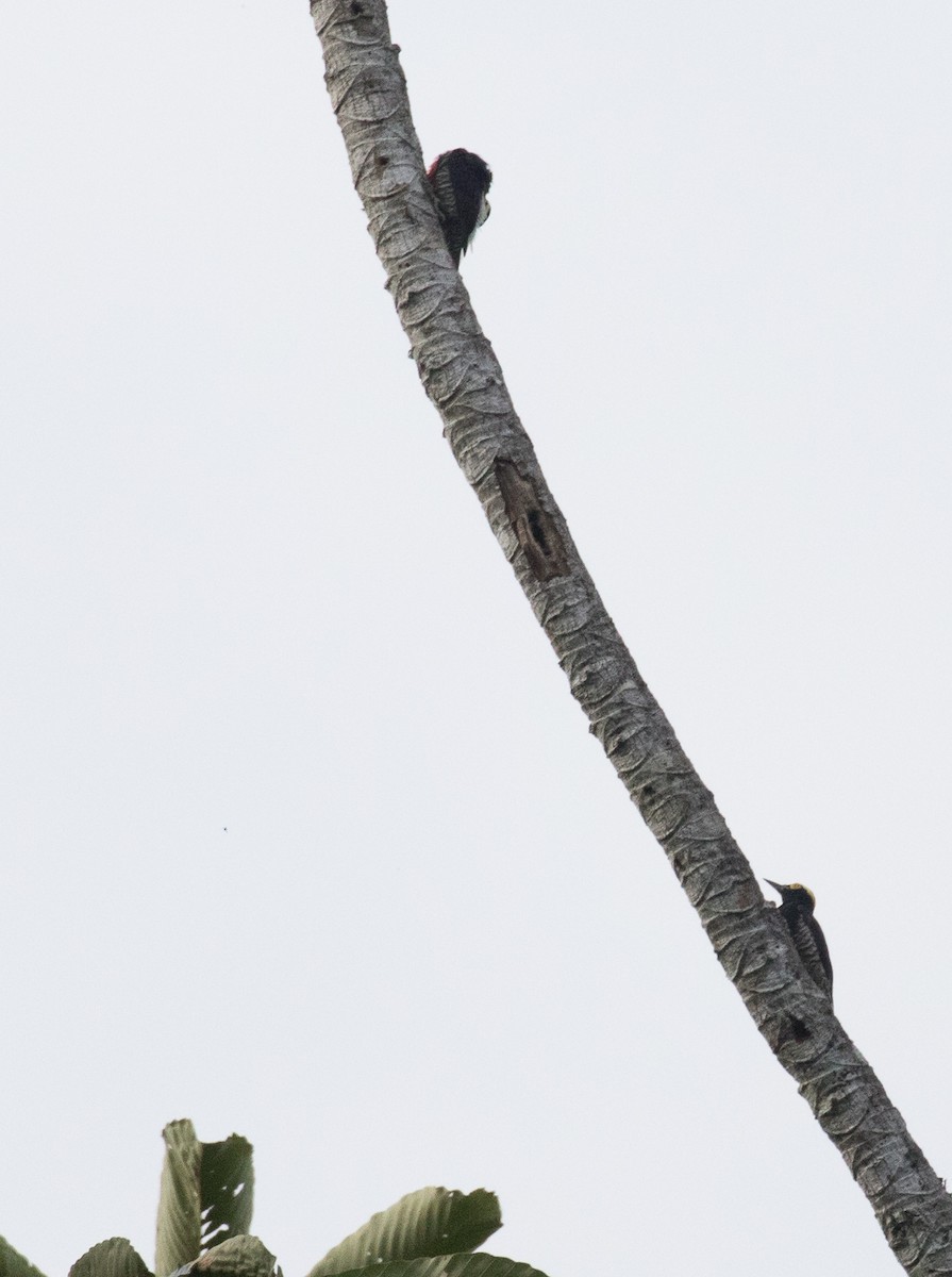 Yellow-tufted Woodpecker - ML501947251