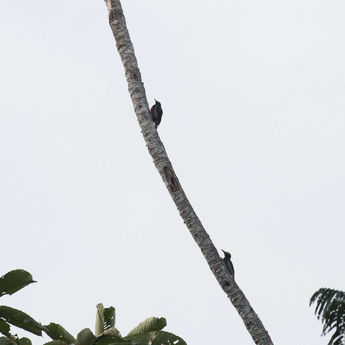 Yellow-tufted Woodpecker - ML501947271