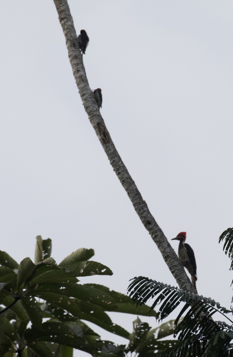Yellow-tufted Woodpecker - ML501947291