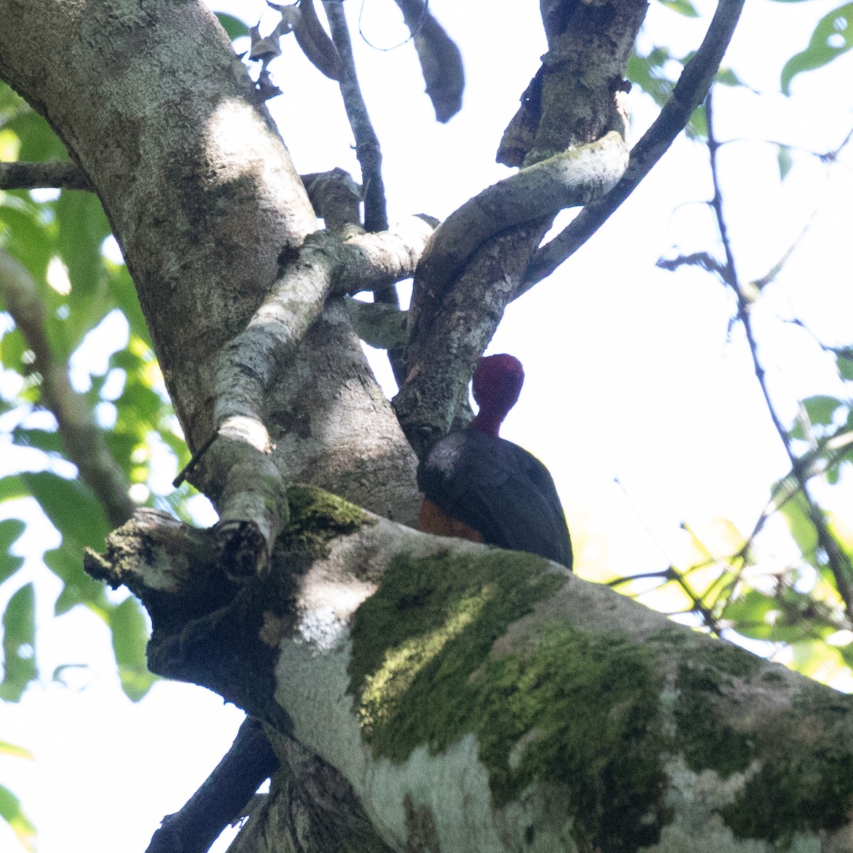 Red-necked Woodpecker - PATRICK BEN SOUSSAN