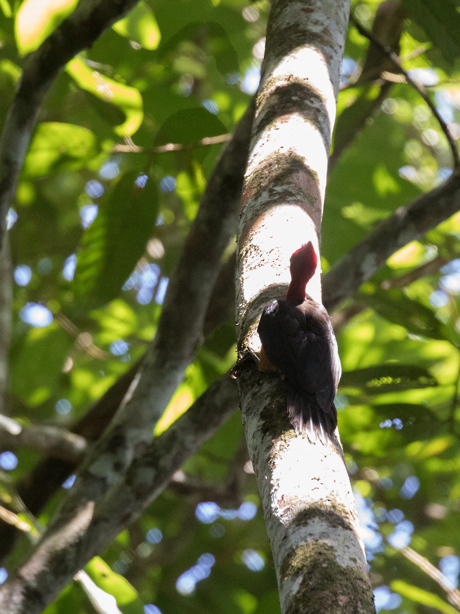 Red-necked Woodpecker - ML501947541