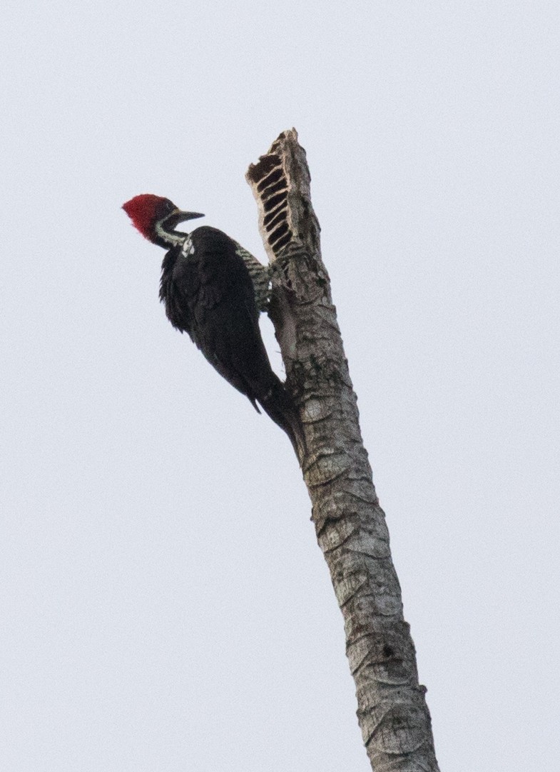 Lineated Woodpecker - ML501947711