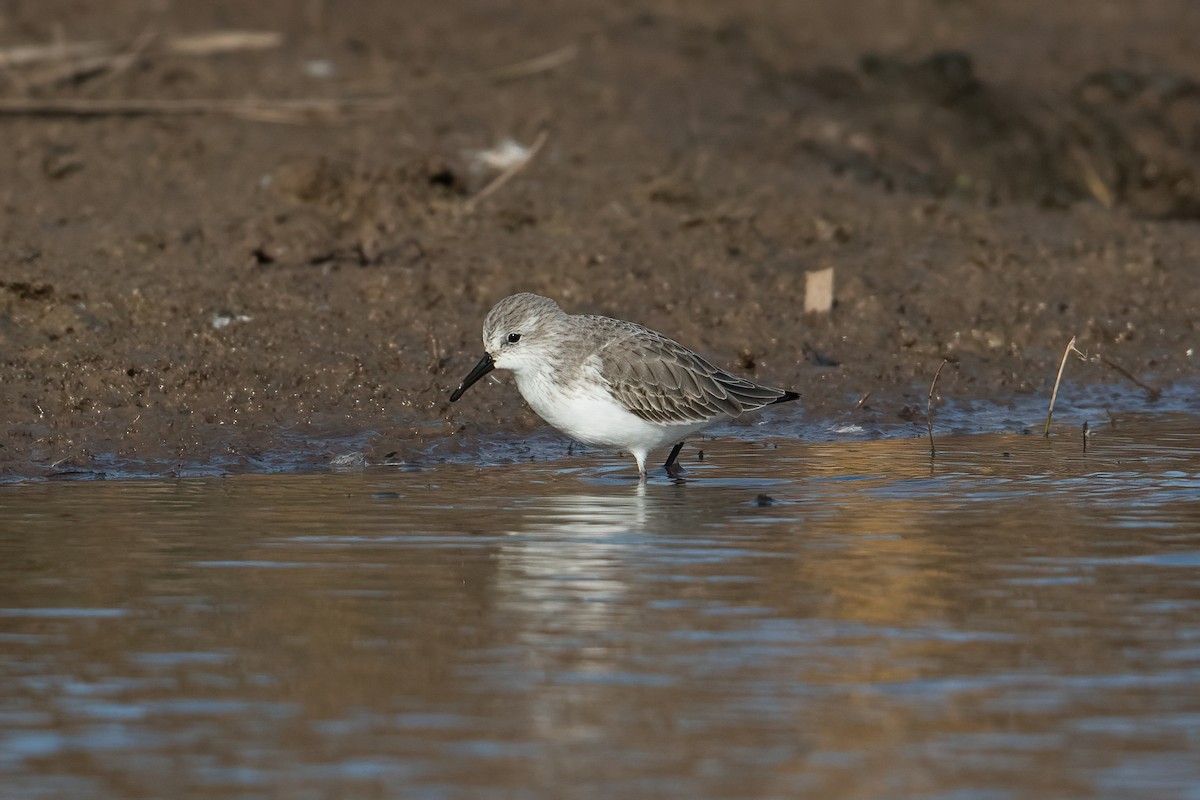 Western Sandpiper - Jeremy  Meyer