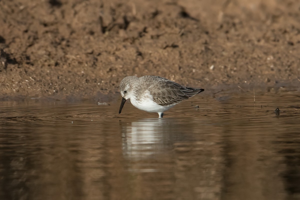 Western Sandpiper - ML501948121