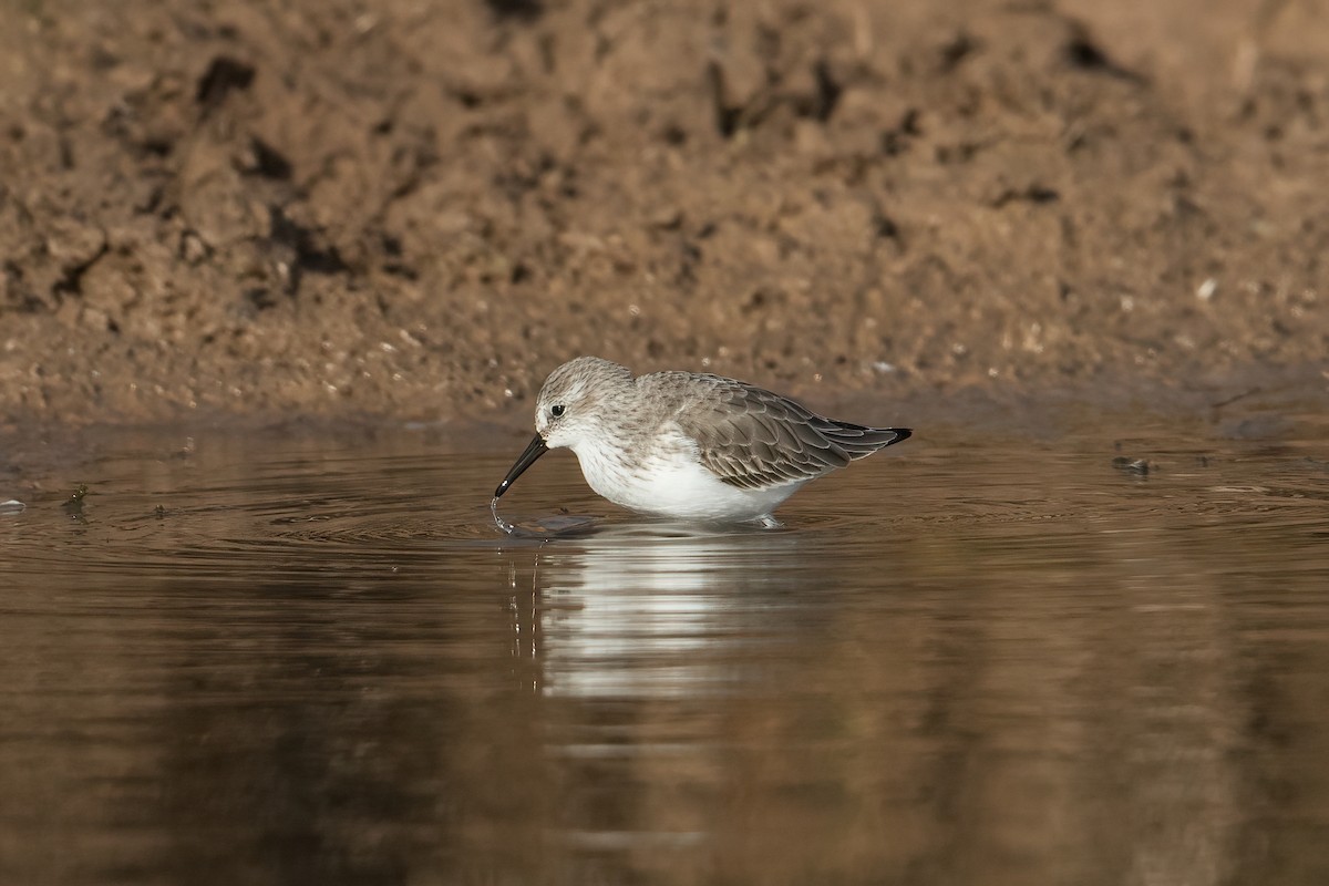 Western Sandpiper - ML501948131