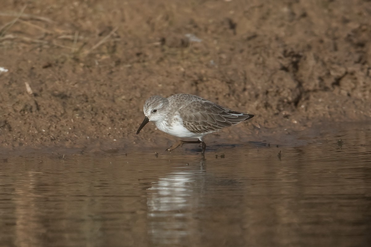 Western Sandpiper - ML501948141