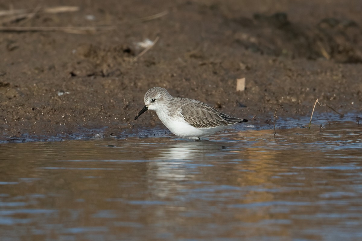 Western Sandpiper - ML501948151